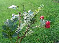 Crataegus pinnatifida Bunge