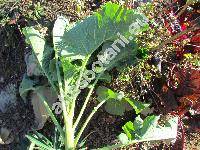 Brassica oleracea L. convar. acephala var. medullosa Thell. (Brassica oleracea L. var. medullosa Thell.)