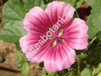 Malope trifida Cav. (Lavatera olbia, Malva, Althaea)