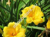 Hemerocallis 'Daily Bread'