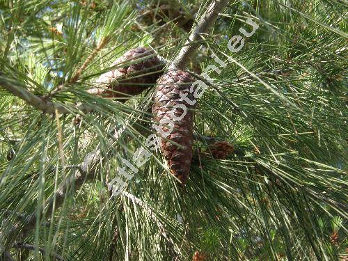 Pinus halepensis Mill.