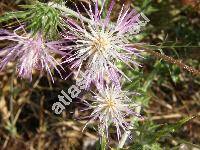 Galactites tomentosa (L.) Moench