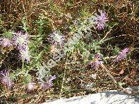 Galactites tomentosa (L.) Moench