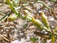 Cakile maritima Scop. (Bunias cakile L.)