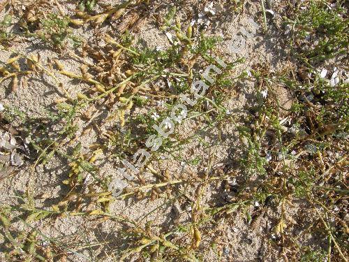 Cakile maritima Scop. (Bunias cakile L.)