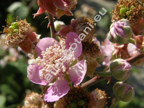 Rubus ulmifolius Schott (Rubus discolor Veihe et Nees)