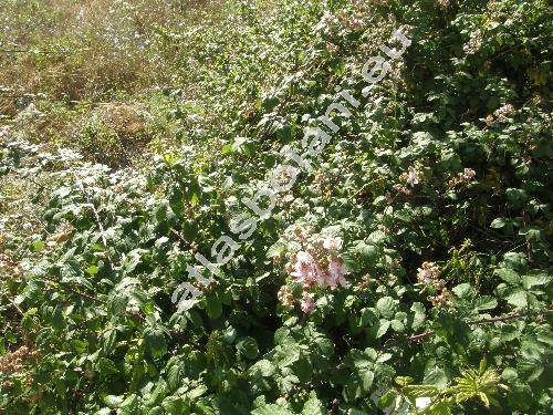 Rubus ulmifolius Schott (Rubus discolor Veihe et Nees)