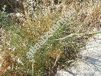 Foeniculum vulgare subsp. piperitum (Ucria) Cout. (Anethum, Meum)