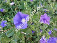 Convolvulus sabatius Viv.