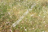 Knautia integrifolia (L.) Bert. (Knautia hybrida (All.) Coulter)