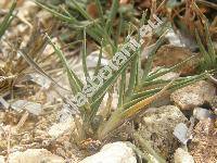 Sporobolus pungens (Schreb.) Kunth (Agrostis affinis Schult., Phalaris disticha Forssk.)