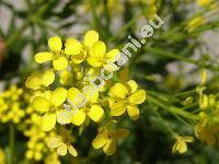 Sisymbrium volgense E. Fourn. (Sisymbrium volgense Bieb. et E. Fourn.)