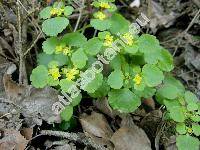 Chrysosplenium opositifolium L.