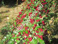 Cotoneaster divaricatus Bunge