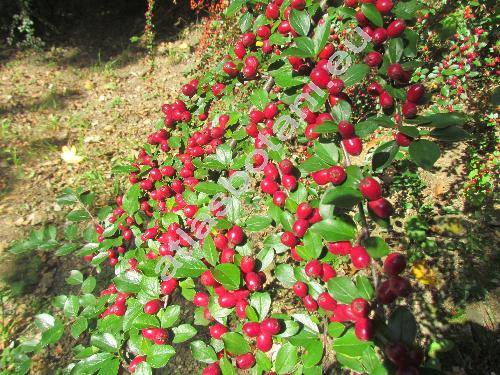 Cotoneaster divaricatus Bunge