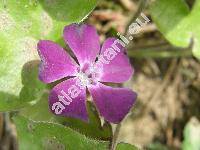 Vinca minor 'Atropurpurea'