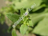 Asperugo procumbens L.