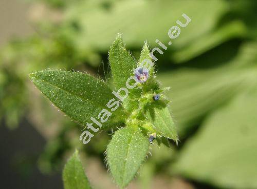 Asperugo procumbens L.