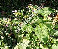 Galeopsis pubescens Besser (Galeopsis versicolor Spenner, Galeopsis tetrahit L. subsp. pubescens (Bess.) elak.)