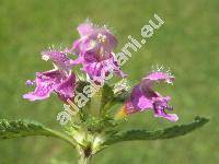 Galeopsis pubescens Besser (Galeopsis versicolor Spenner, Galeopsis tetrahit L. subsp. pubescens (Bess.) elak.)