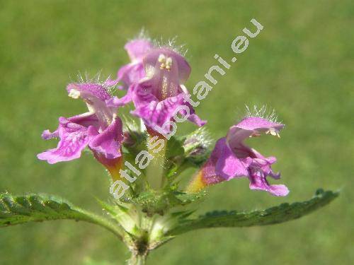 Galeopsis pubescens Besser (Galeopsis versicolor Spenner, Galeopsis tetrahit L. subsp. pubescens (Bess.) elak.)