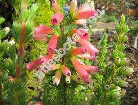 Erica 'Maxwell' (Erica x hybrida)