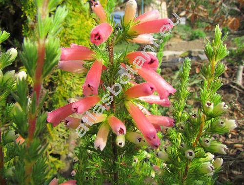 Erica 'Maxwell' (Erica x hybrida)