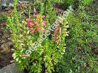 Erica 'Maxwell' (Erica x hybrida)