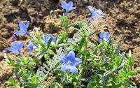 Lithodora fruticosa (L.) Griseb. (Lithospermum, Glandora)