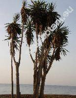 Yucca elephantipes Regel (Yucca gigantea Reg. ex Trel.)