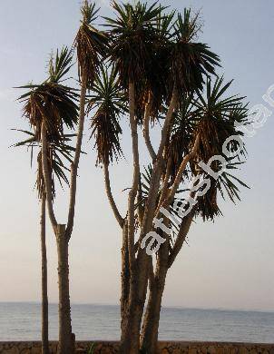 Yucca elephantipes Regel (Yucca gigantea Reg. ex Trel.)