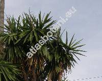 Yucca elephantipes Regel (Yucca gigantea Reg. ex Trel.)