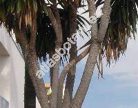 Yucca elephantipes Regel (Yucca gigantea Reg. ex Trel.)