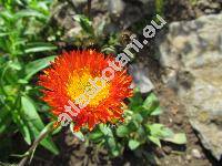 Erigeron aurantiacus Regel