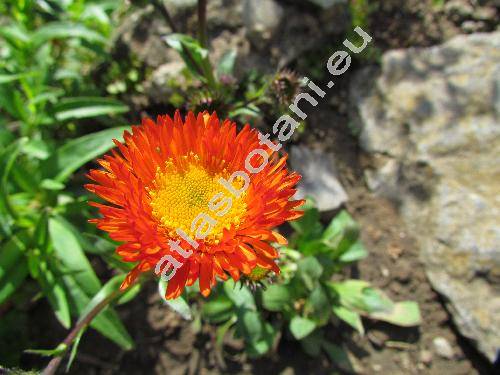 Erigeron aurantiacus Regel