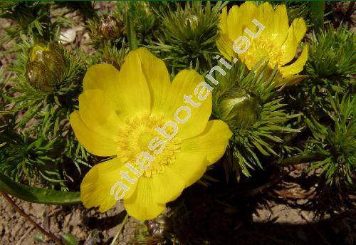 Adonis vernalis L. (Adonanthe vernalis (L.) Spach, Chrysocyathus vernalis (L). Holub, Adonis helleborus Crantz)