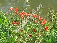 Papaver rhoeas L.