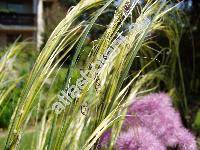 Stipa pennata L. (Stipa joannis elak.)