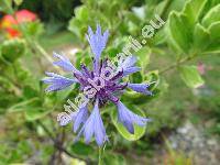 Centaurea cyanus L. (Cyanus segetum Hill, Jacea segetum (Hill) Lam.)