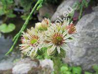 Sempervivum tectorum L.