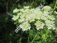 Daucus carota subsp. sativus L.