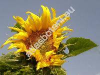 Helianthus annuus L.