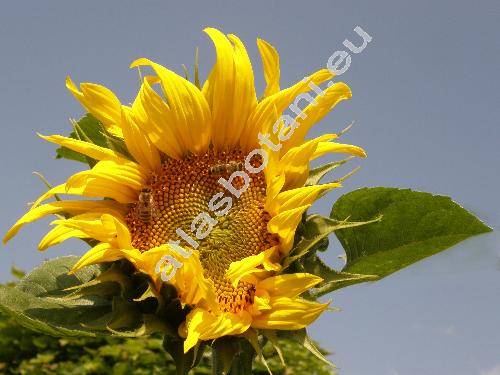 Helianthus annuus L.