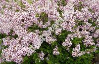 Syringa meyeri (Syringa meyeri Schneid.)