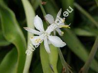 Chlorophytum comosum Bak. (Chlorophytum sternbergianum Steud., Phalangium comosum Poir.)