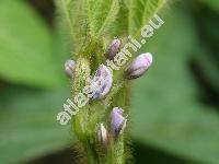 Glycine max L. (Soja hispida Moench, Phaseolus max L., Soja max (L.) Piper)