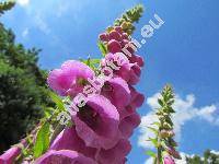 Digitalis purpurea L.