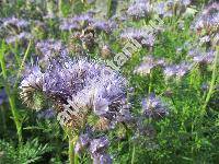 Phacelia tanacetifolia Bentham