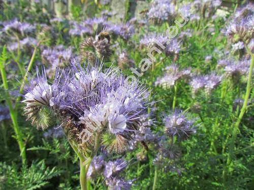 Phacelia tanacetifolia Bentham