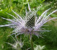 Eryngium alpinum L.